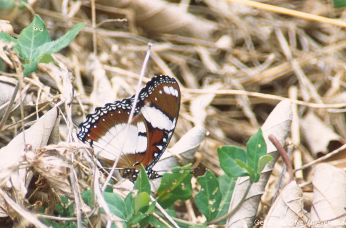 Hypolimnas misippus Linnaeus, 1758